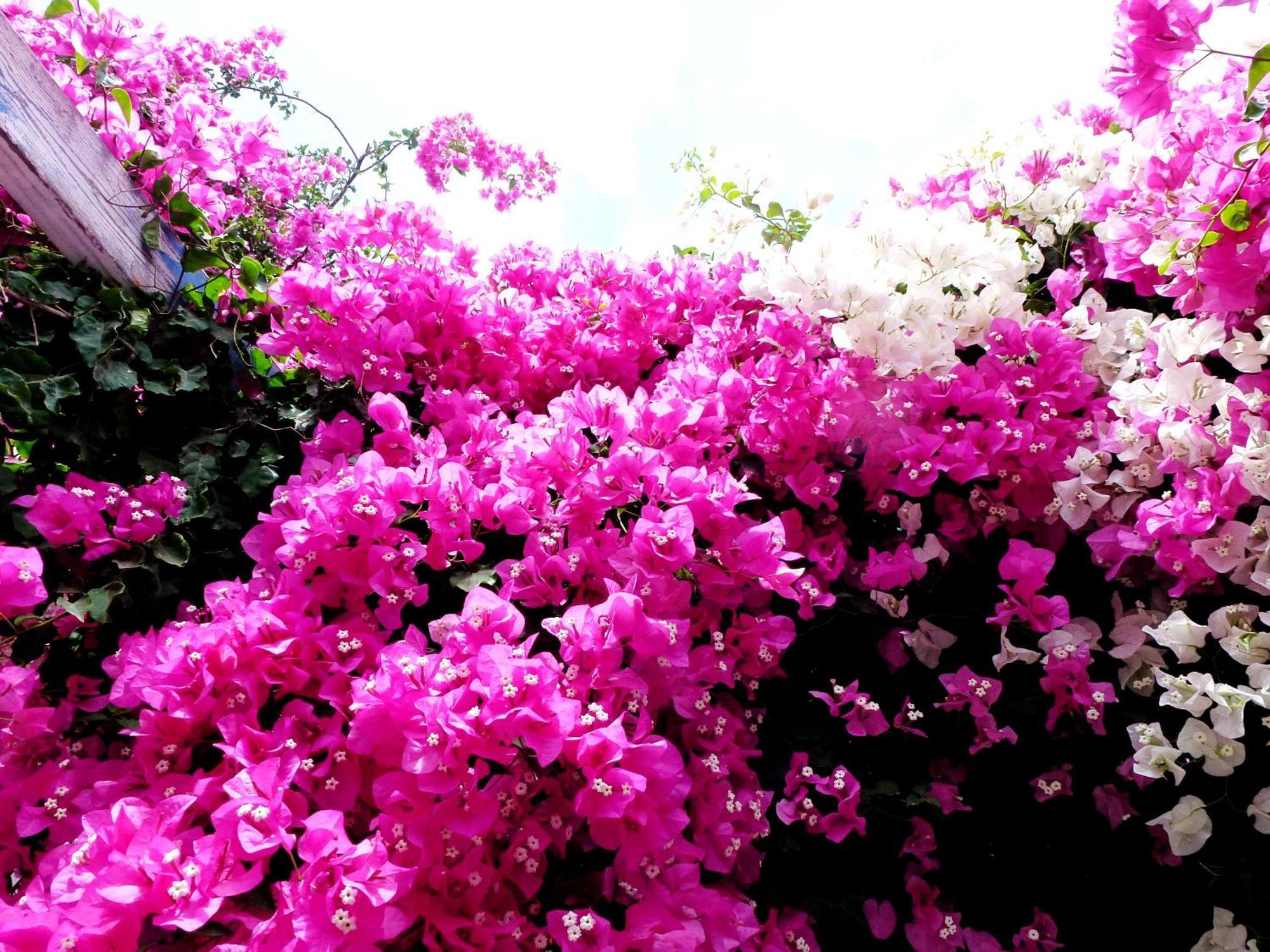 Bougainvillea Suites Kamári Dış mekan fotoğraf