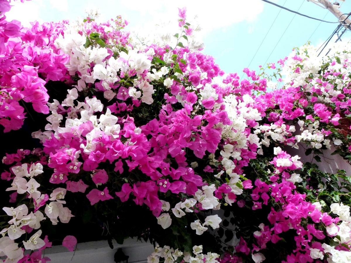 Bougainvillea Suites Kamári Dış mekan fotoğraf